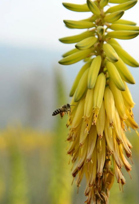  【主播】元江难得一见的芦荟花海，连网络主播也爱