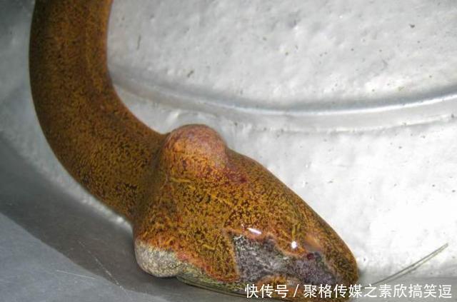 农村清理池塘，挖出一条3斤重的黄鳝，老人说不能吃有剧毒，放了