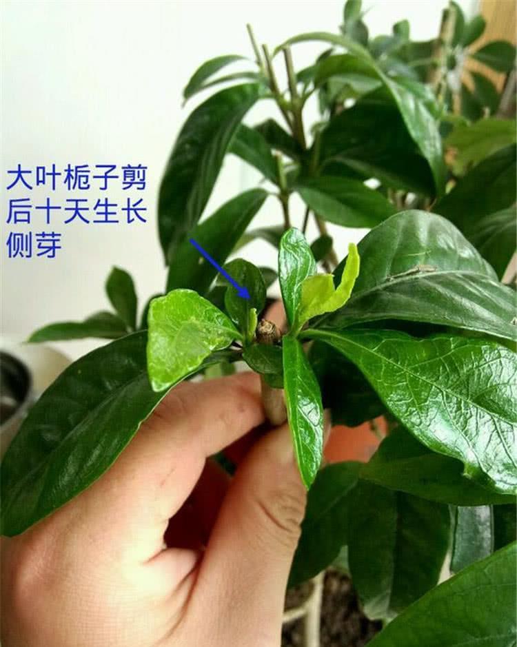 『栀子花』栀子花开花后,枝条不能剪
