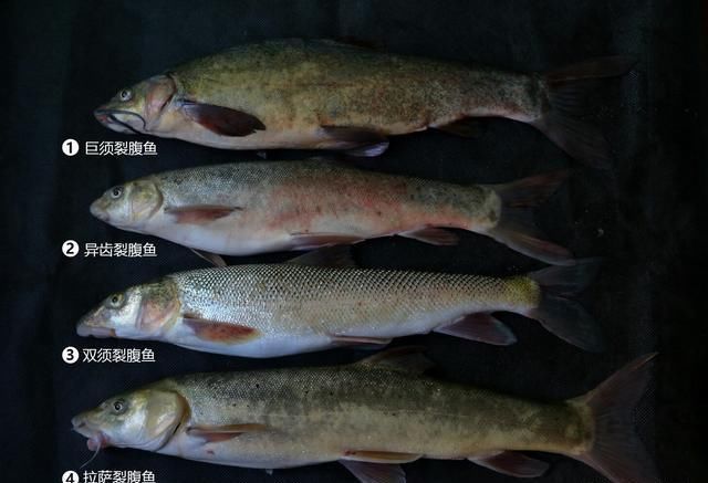  「鱼类」雅鲁藏布江的鱼类：藏在“深闺”人不知，我想揭开你的美！