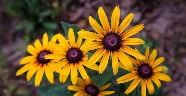  漂亮：夏天养花就养此3种,造型奇特生动形象,好养易活开花漂亮