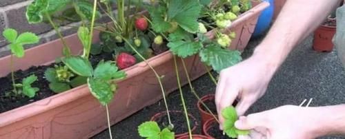  『草莓』在家养草莓盆栽，先了解这些养护小知识，能让你的草莓又大又甜