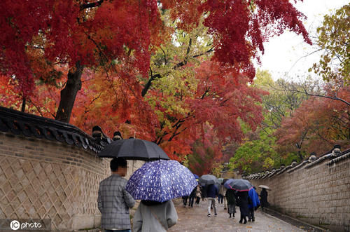 雨中看红枫韩国宫殿内秋色美不胜收