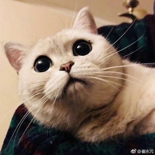 崔永元深夜发文：看到他们智商有限帮不上铲屎官的忙我怒了！