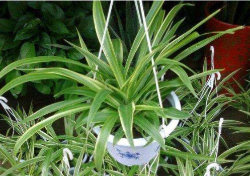  「美艳绝伦」经常爆盆的植物，养在家里生机勃勃，花开美艳绝伦，四季如春，美