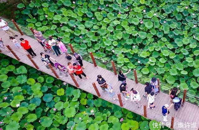 洛阳黄河滩万亩水稻熟了，新米收割古装佳丽美爆朋友圈