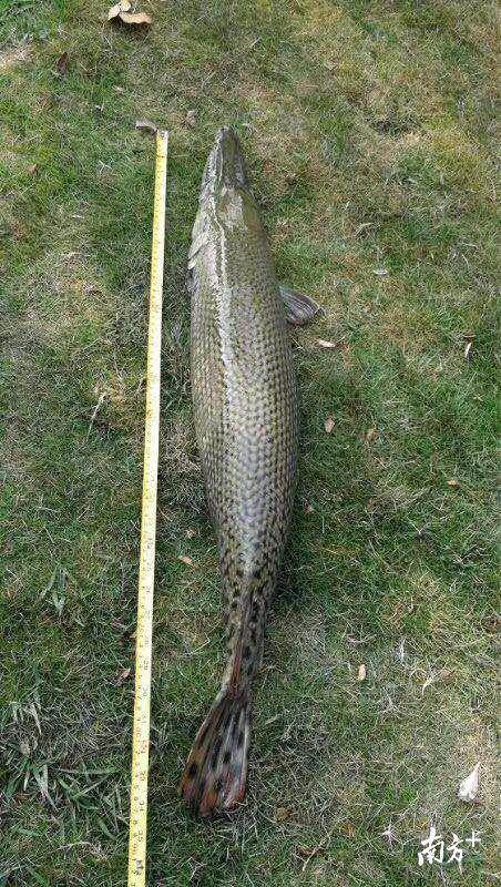 广州白云湖公园“怪鱼”已被捕获，曾引发全城热议