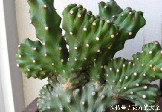  『孩子』有毒的4种多肉，汁液不能“沾”，尤其是第三种，有孩子的不要养