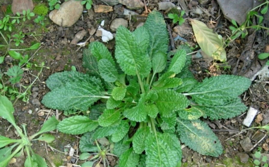 农村长满疙瘩的野草，20年前用来煎鸡蛋，如今数量少很难挖到了