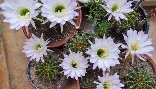  「仙人球开花」仙人球喂点“羊屎豆”，360度开花，下了10个蛋，盆盆饱满可爱