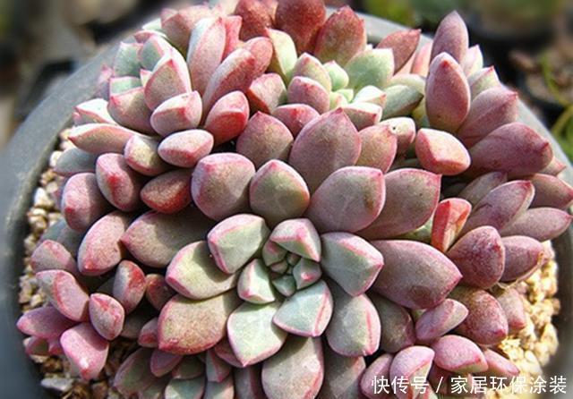  『出状态的时』3种如宝石般璀璨的多肉，好养爱上色，出状态后让人爱不释手