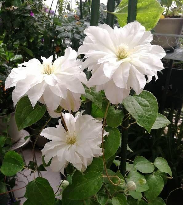  『观赏价值』此款藤本花卉，观赏价值高，多季节开花，种植容易，室内也能养