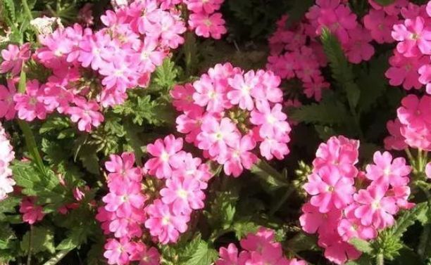 阳光@最适合夏天养的4种花卉,耐高温开花多,温度再高也不死