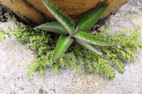  [养不死]养不死的多肉，抖抖叶子，繁殖上百盆，放在野外，能长满2亩地