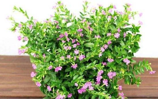 「阳台」阳台变花园,就养此款花卉,花开清新高雅,花朵一簇一簇,美爆了