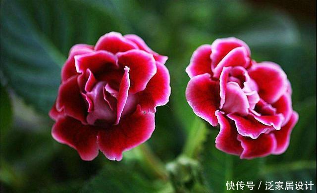 「养花」养花就养3种“贱养”的,现在正是养护的好时候,开花量大花期长