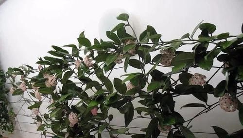  新叶：别再花钱买花卉，折根枝条扔土里，养10天就生根，新叶蹭蹭长满盆