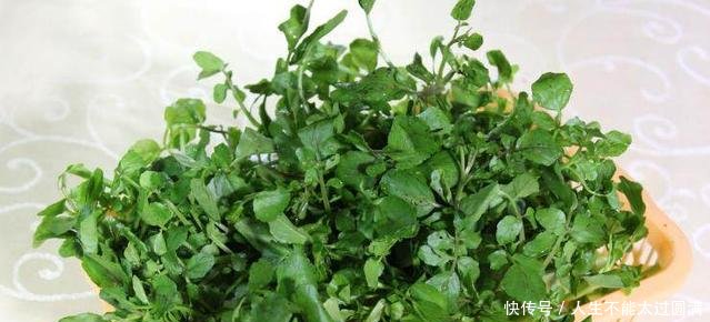 农村这野菜泛滥成灾，农民拿去喂猪，城里一斤13元成稀罕货