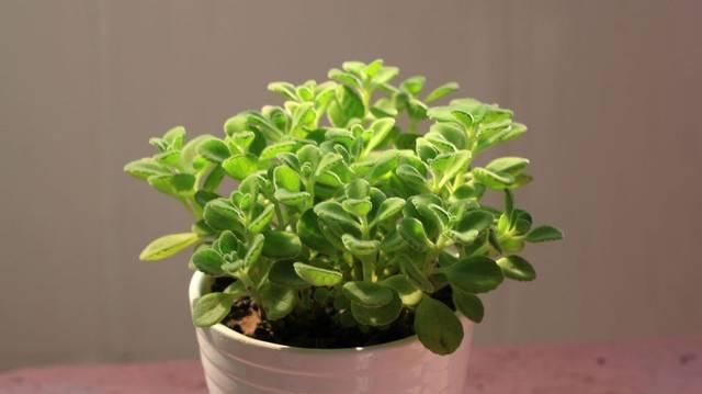  [环境中]这几种植物自带香气，在家养一盆，满屋清香！
