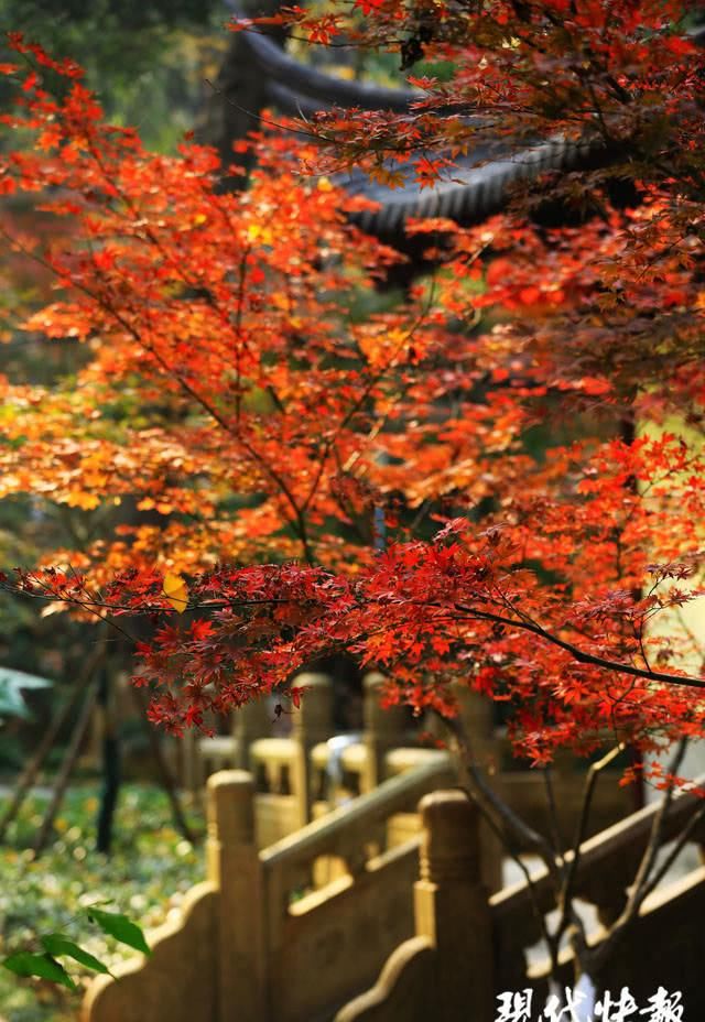 满目火红，“枫景”延后！秋天停在了南京栖霞山