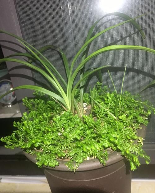  『管不住手』养兰花总是乱浇水？盆面铺上翠云草，好看又能管住手，浇水好轻松