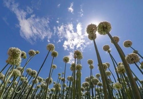  「开出」大葱开花！土一片大葱开出的花，竟然有些像大号版蒲公英！