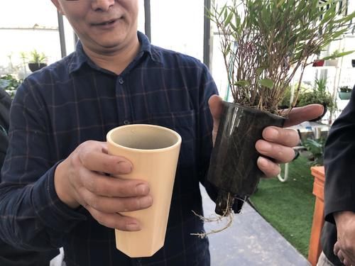  『展出』每株1万元的“肉肉”长啥样？闵行这个地方展出数千种多肉，有的每盆仅2元……