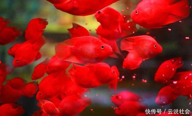  当成风水鱼：最受欢迎的观赏鱼种类、颜色有哪些？鱼只的数量有讲究
