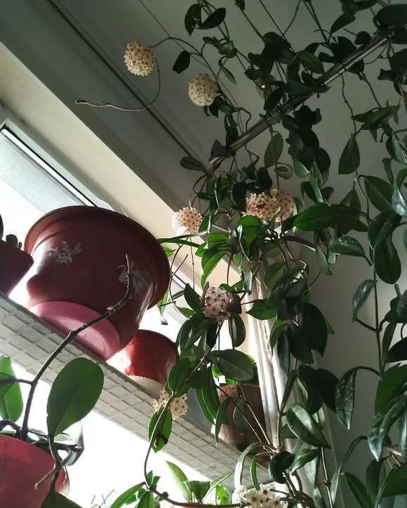 散射光:家里采光差,养3种耐阴花,光照少也能呼呼长,开成花墙太惊人!