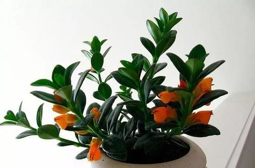  「亮泽」花朵像金鱼一般的吊盆植物，注意定期喷水，叶子长得特有亮泽