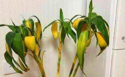  药片■养花就用这“3种”药片，烂根、黄叶都不怕，养啥花都能“旺”！