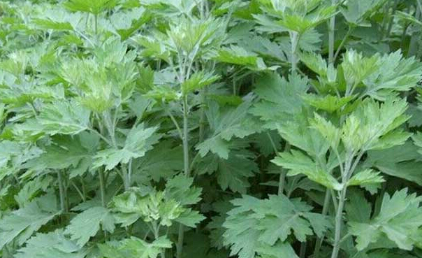 艾草洗澡的功效作用有哪些 需要注意什么?