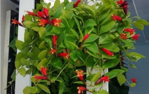  「强悍」这种植物别名“口红吊兰”，一年四季都开花，繁殖能力强悍，花美