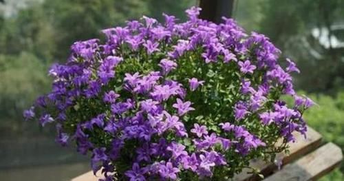  『绿萝』这种花卉比绿萝和吊兰好养，花型似铃铛，开花时间长，招人喜爱