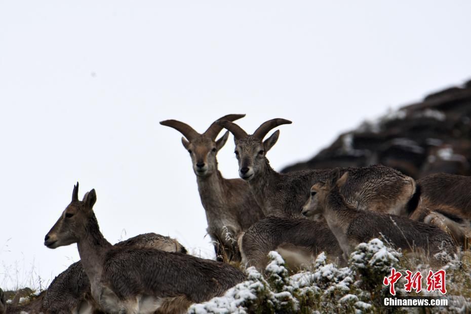 海拔4500米以上长江源头山间现成群野生岩羊