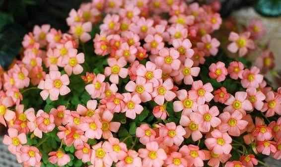 酢浆草品种:见过这么漂亮的“三叶草”吗?花色五彩缤纷,能开3个季度的花