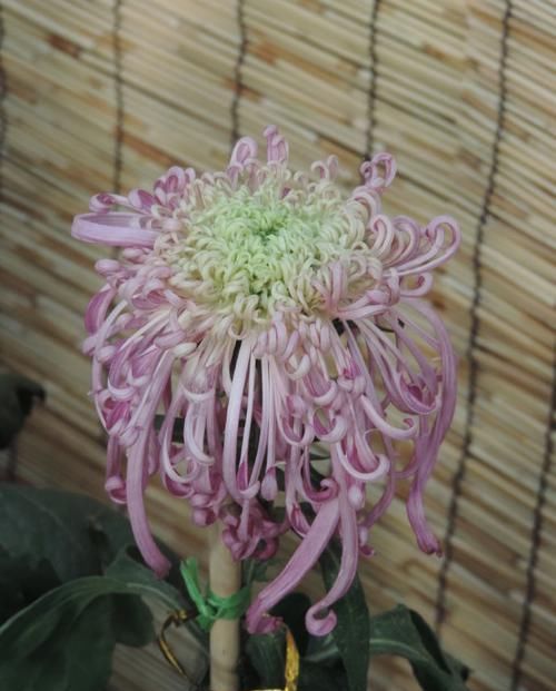  『绿萝』喜欢菊花，首选“盘龙系列菊花”盘龙梦娇，龙飞凤舞，流光溢彩