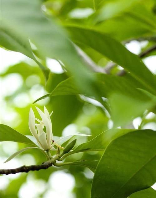  『枝繁叶茂』白兰花这样养，枝繁叶茂，花开满枝头，又多又香。