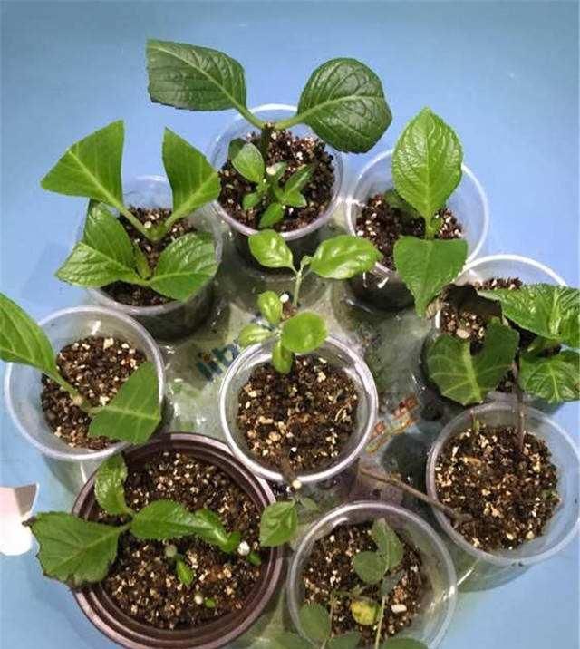  nbbe_2286新手学扦插,就选这几种花,捡根枝沾土就活,四季开花,次次爆盆