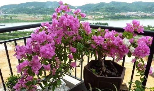  植物：有哪些漂亮又好养的植物?