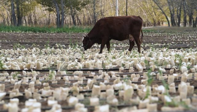  「萝卜」农产品卖不上价，200亩萝卜都喂了牛羊，农民为何不加工