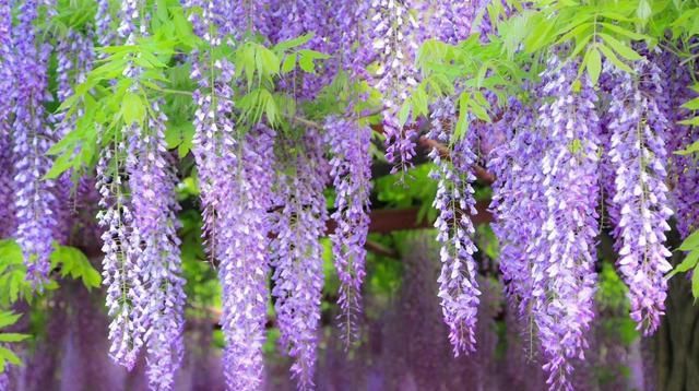  「小花」挂在空中的“梦幻小花”,开出成穗颜值高,紫藤花魅力让人抵不住