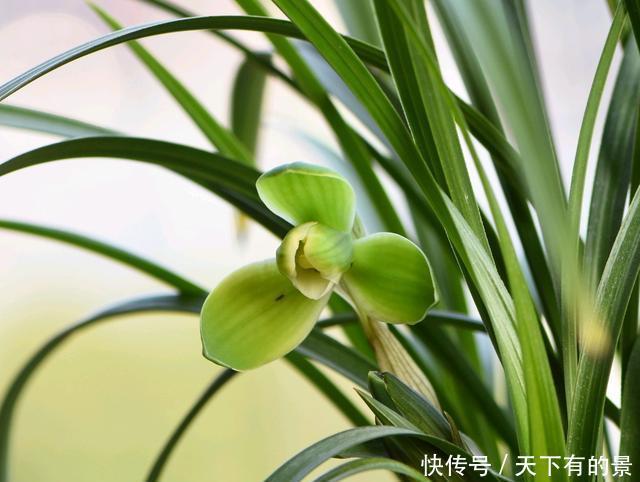  「情况」兰花换盆黄叶就是烂根死苗？这些情况了解一下，不要瞎折腾