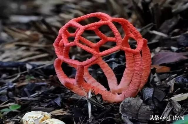  [奇形怪状]奇形怪状的菌菇们，每一种都在挑战大自然的创造力