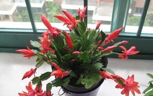  呼呼■冬季蟹爪兰不生长也不开花,3个“细节”做到位,花苞呼呼往外冒