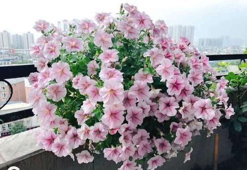  花期特别长■这些花开的很“张扬”，一开300天，劈头盖脸施肥，方能四季开花