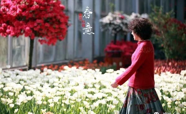  彼岸花■繁花似锦：朦胧美衣彼岸花（有编织说明）