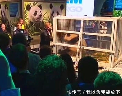 大熊猫来到荷兰看到一群记者，下意识举双手投降：别开枪自己人！