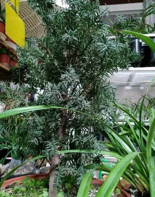  大熊猫@红豆杉号称“植物大熊猫”，净化空气促健康，注意5点红豆挂满枝