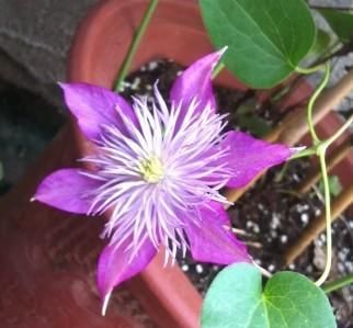  『好看』铁线莲哪种最“好看”？3个经典品种，说啥也得养，越看越喜欢